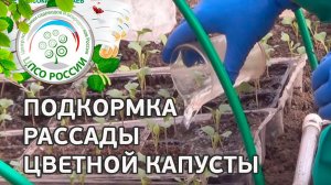 Чем и как подкормить рассаду цветной капусты. Подкормка рассады капусты цветной.