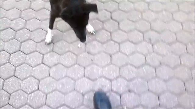 Игривая собака смотреть онлайн