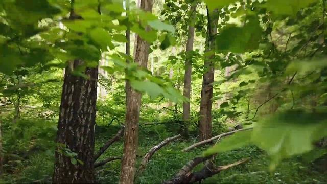 Радиалка Summer Ultra Meeting 2021 на дистанции в 70 км смотреть онлайн