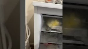 Бирюса 114, после подключения к сети, морозилка работает на протяжении нескольких часов