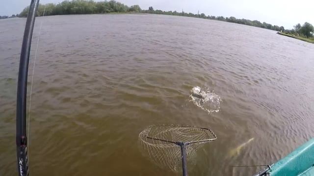 ЖЕРЕХ НА КАЖДОМ ЗАБРОСЕ Рыбалка в Астрахани Ловля жереха на р Бузан В гостях на ФораФиш смотреть онлайн