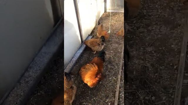 Куры, порода кучинская юбилейная, балашихинская смотреть онлайн