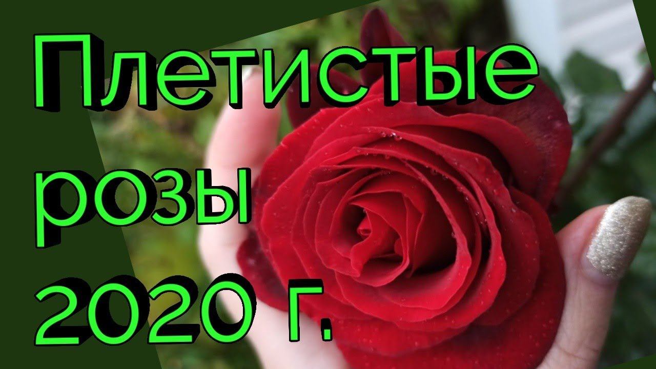 Плетистые розы. Лето 2020 г. смотреть онлайн