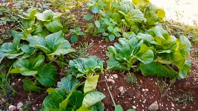 Cooking Mungbean Soup With Leftover Ham