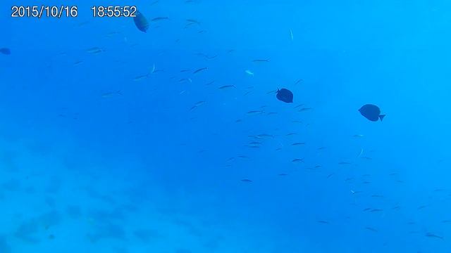 ныряем с аквалангом смотреть онлайн