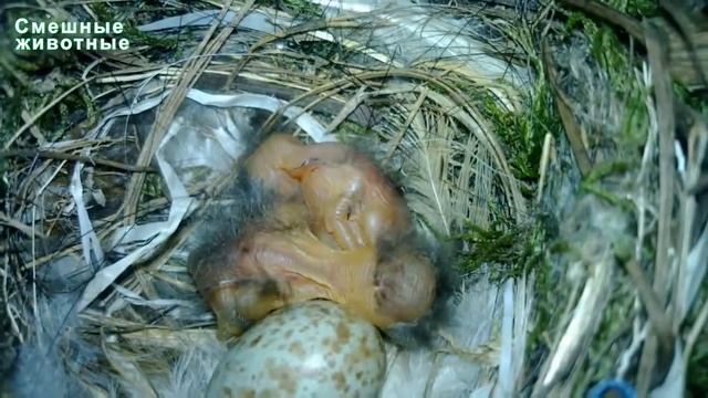 Семья Птичье в нашем саду   Из яйца выросшие Птицы