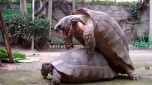 Как размножаются черепахи