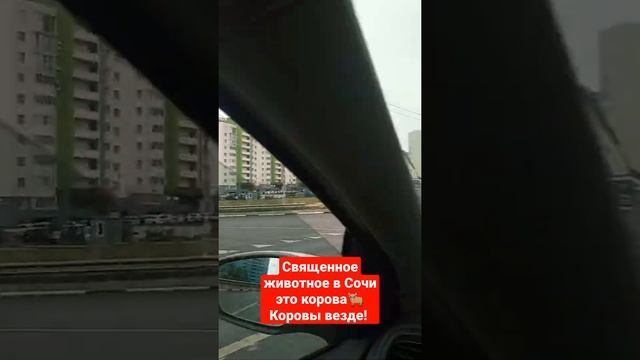 Животные для детей. Священное животное в Сочи это корова?Коровы везде! #shorts смотреть онлайн