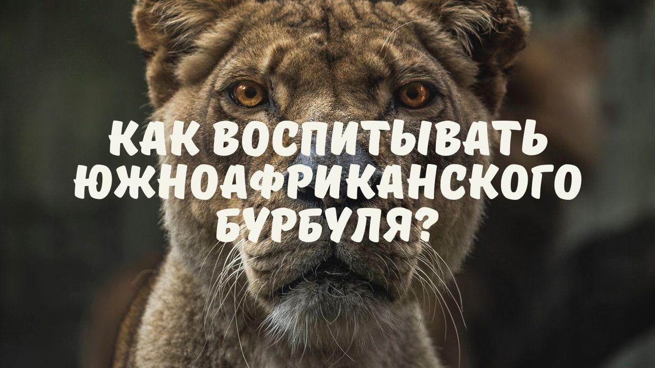Как воспитывать южноафриканского бурбуля?
