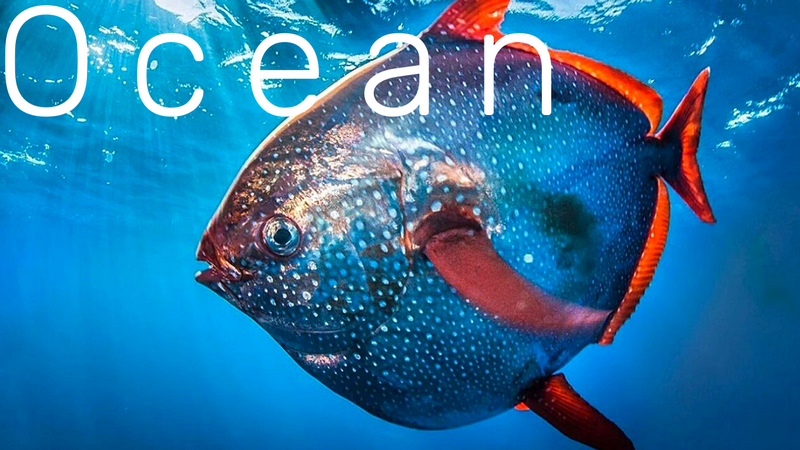 5.ОКЕАН - РЕЛАКС - МУЗЫКА ДЛЯ НАСТРОЕНИЯ! смотреть онлайн