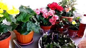 Все о бегониях.Часть 2.  Бегония элатиор как ухаживать и размножать.