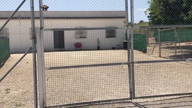 Отель для собак в Испании. Незаконные постройки. Студенческий отрыв в Бургерной смотреть онлайн