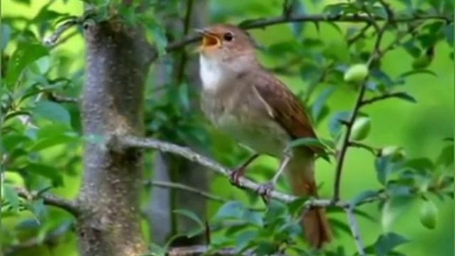 КУЗИБОЙ ОТАЖОНОВ .ИНОМЛАРИНГ ЁДИМДА.mp4 смотреть онлайн