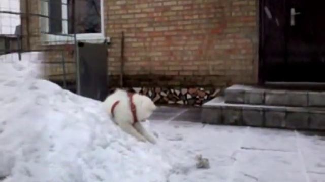 Самоед спускает кота с горки (Samoyed puppy) смотреть онлайн