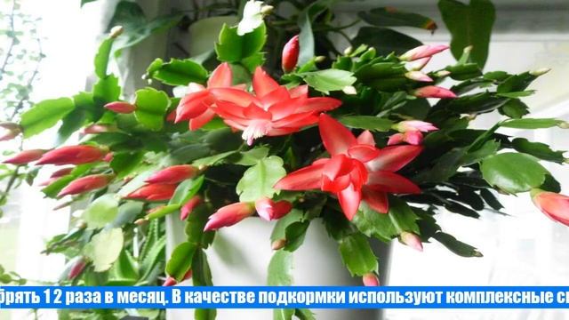 Цветок Декабрист (Шлюмбергера) смотреть онлайн