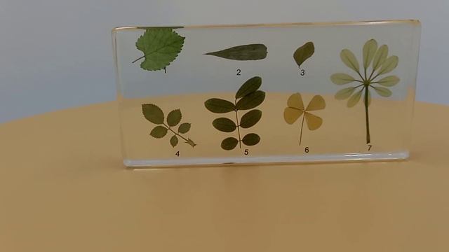 Коллекция "Виды листьев" (акрил) смотреть онлайн