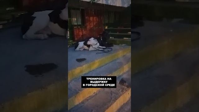 Тренировка на выдержку щенков американский бульдог и кане корсо / собачий колдун смотреть онлайн
