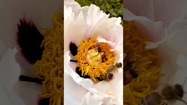 Древовидный пион смотреть онлайн