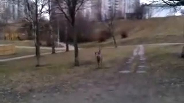 Тайский риджбек Nellirel Bonny Song - Тая - 15 месяцев