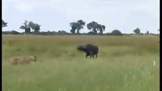 African Safaris - The Lions And Buffalo Of Duba Plains