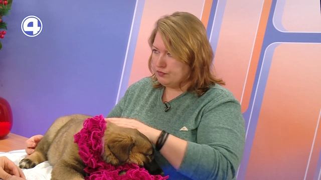 ХОТИТЕ ЗАВЕСТИ СЕБЕ "АВСТРАЛИЮ"? Дружелюбная собака ищет новых хозяев 19.12.22 смотреть онлайн