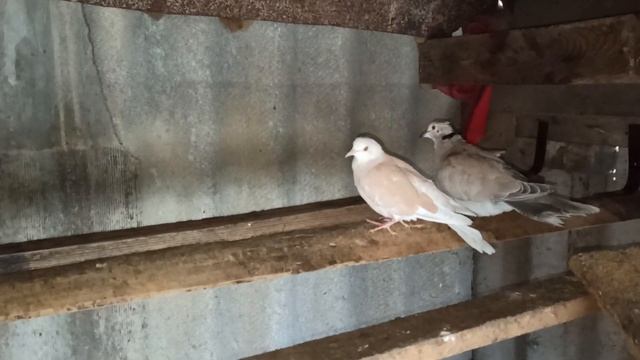 ЕГИПЕТСКИЕ ГОРЛИЦЫ ОБЗОР смотреть онлайн