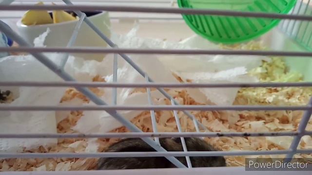 Первый день знакомство с новой семьёй.2брата близнеца Рик и Тик.#хомяк #животные смотреть онлайн