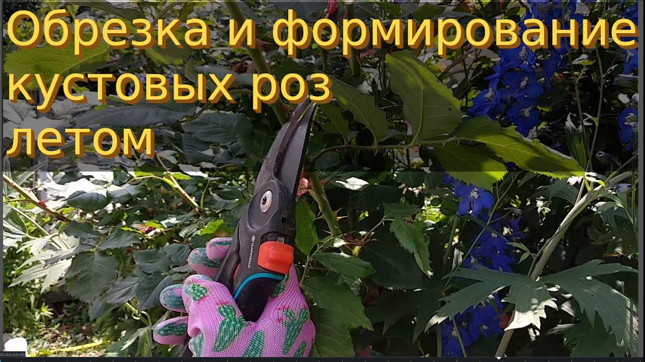 Обрезка и формирование кустовых роз летом. Шрабы. смотреть онлайн