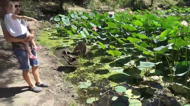 Озеро лотосов Цветок Лотос символ жизни! смотреть онлайн