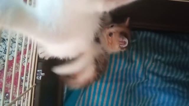 Котята с дня области поправились наконец-то. Играют, кусаются, хорошо едят. смотреть онлайн