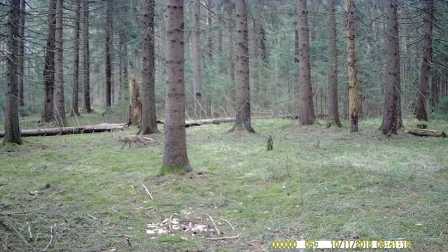 Коршун и лисица! Охота с фотоловушкой! 2021 смотреть онлайн