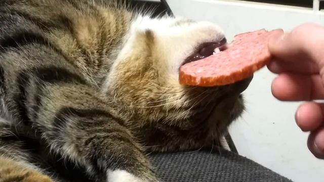 Коту снится колбаса смотреть онлайн