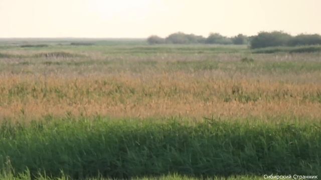 Пробрались через болото. Ищем в ямах сазана. смотреть онлайн