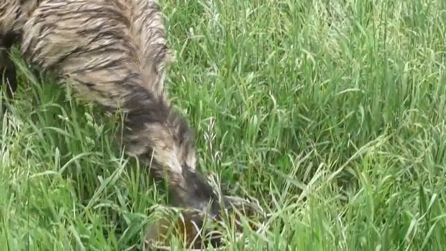 На прощанье со страусами детишки сгуртовались возле козочек. 20. 06. 2018 смотреть онлайн