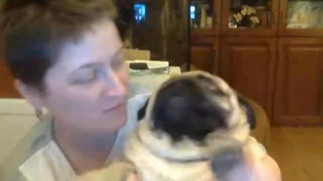 Веселые мопсы собирают донат на домик в деревне смотреть онлайн