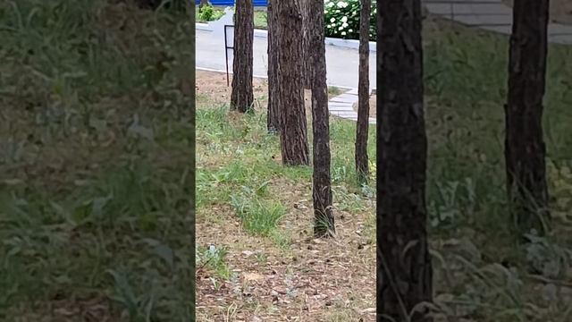 Как Белка проверяет нычки #белка #лето24 #животные смотреть онлайн