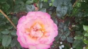 Цветут розы - роза Луи де Фюнес , Акварель , Симбол, Леди оф Шалот и др. 7 июля