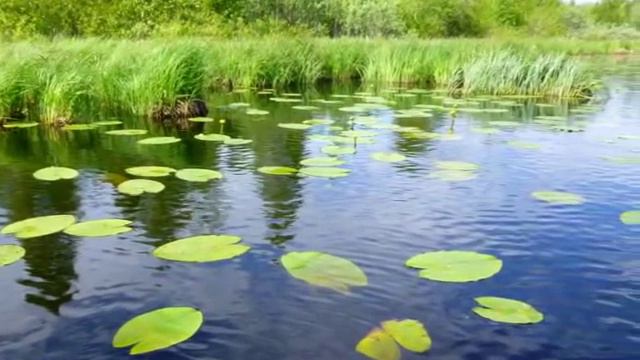 Красота природы Лешуконии смотреть онлайн