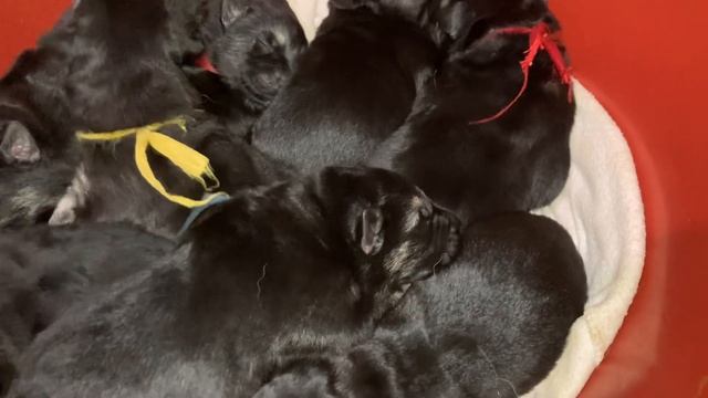 Сладкий Сон Щенка . Какие сны видят щенки ? смотреть онлайн