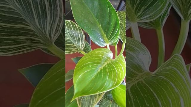 philodendron Birkin смотреть онлайн
