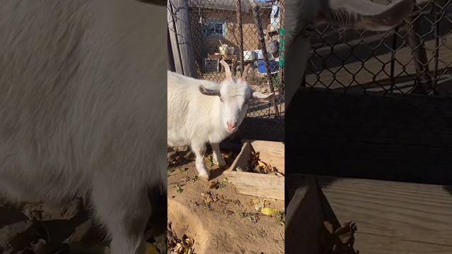 Деревенский сериал