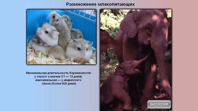 Размножение млекопитающих смотреть онлайн