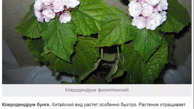 Клеродендрум – гибкие побеги с удивительными цветами. смотреть онлайн