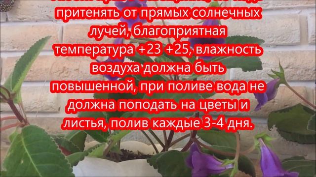 Глоксиния тидея цветёт. Уход за глоксинией. смотреть онлайн