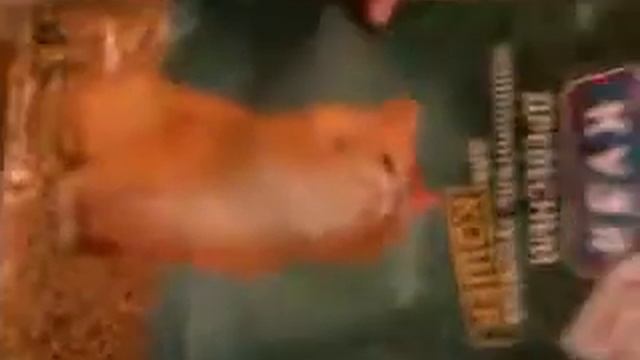 Что нужно котенку смотреть онлайн