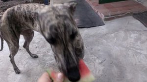 Грейхаунд | Самая быстра собака в мире