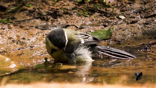 Большая синица (Great Tit) смотреть онлайн