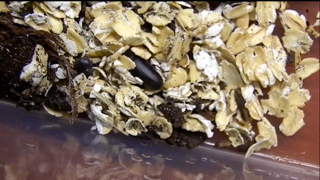 Мучной хрущак (~40 штук + расплод) и пара сверчков от группы BuyAnt. смотреть онлайн