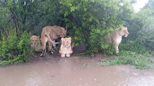 Видео для релакса. Львицы и дождь. смотреть онлайн