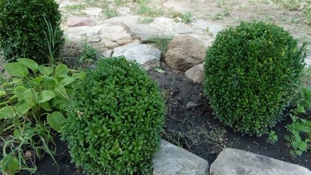 САМШИТ . Пересадка самшита. Самшит в форме шара.